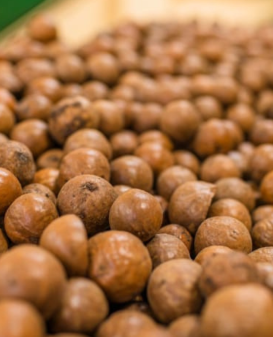 Macadamia Nuts