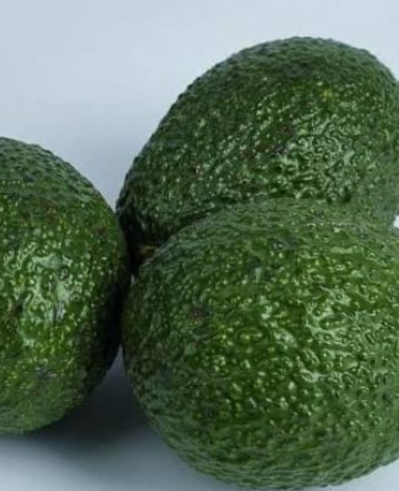 Avocado Fruits