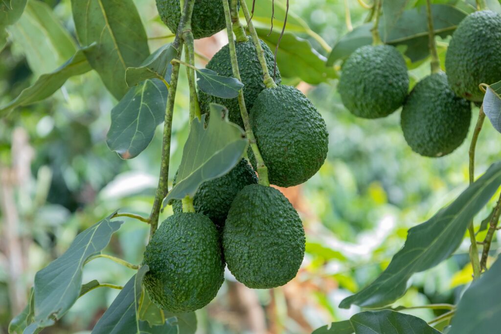 Kenyan avocado varieties